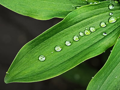 wet, leaf, droplets, drops, surface, tension, drip