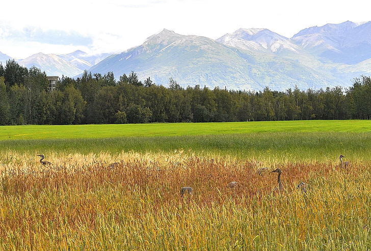 Sandhill, grues, Palmer, Alaska, champs, paysage, nature sauvage