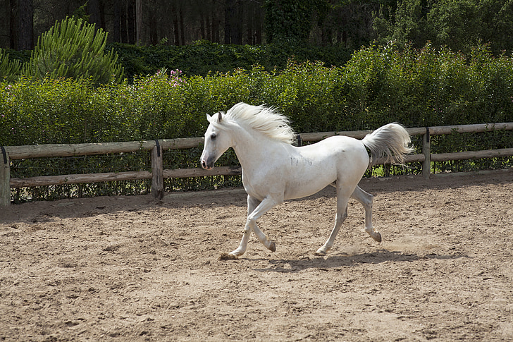 cavall, blanc, bonica, graner, animal, natura, els cavalls són