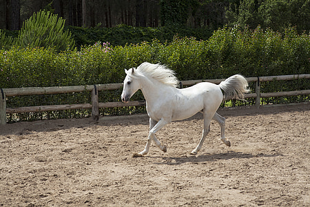 konj, bijeli, lijepa, štale, životinja, priroda, Konji su