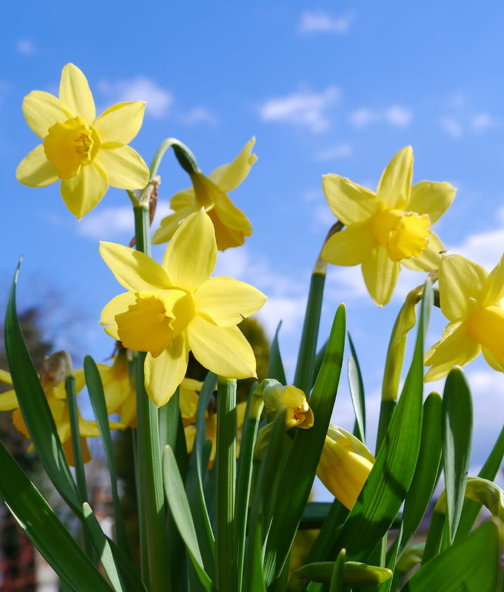 narcisos, Osterglocken, amarillo, flor, jardín primavera, Semana Santa, Narcisos amarillos