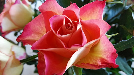 Rožė, raudona, dviejų spalvų, rožių žydėjimas