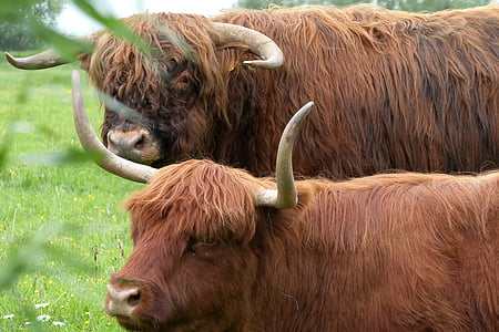 animals, oxen, nature, bovine species, pasture, highlander, cow