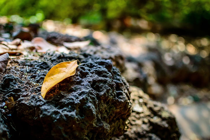 leaf, fall, autumn, rock, lava rock, old, nature