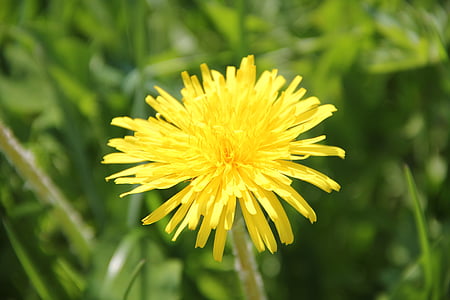 diente de León, flor, planta, naturaleza, amarillo, flor, floración