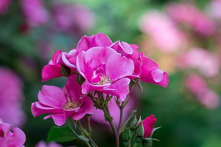 Троянда, рожевий, рожеві троянди, квіти, рожеві цвітіння, квітка, рожева квітка