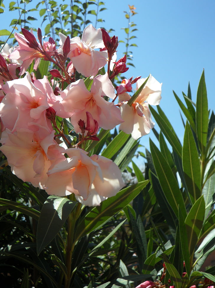 Oleander, roz, arbust ornamental, Bush, floare, floare, flori