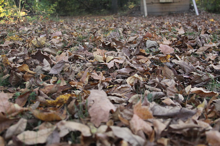 land, leaves, fall, outdoor, foliage, landscape, nature