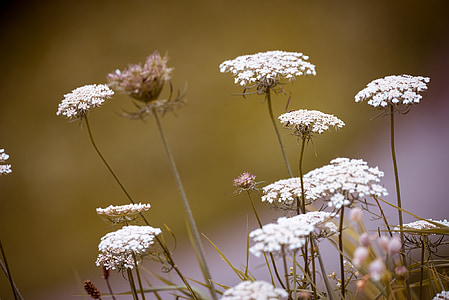 wild carrot, wild plant, flowers, white flowers, meadow, natural lawn, white
