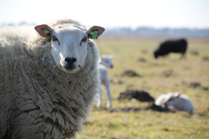 fåren, Drenthe, lamm, besättning, Heide, landsbygd, naturen