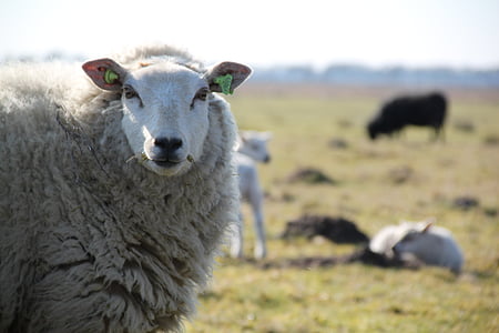 ovce, Drenthe, janje, krdo, Heide, zelenilo, priroda