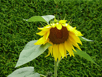 sun flower, blossom, bloom, yellow, flower, plant, yellow flower