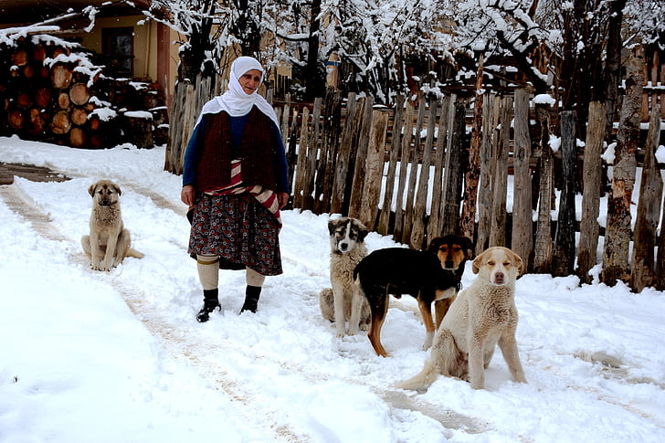 Zigana, Gümüşhane, Törökország, női, állat, kutya, falu