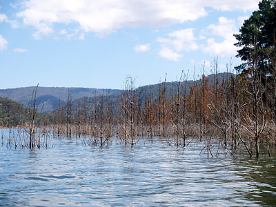 lake, eildon, flood, tree, environment, water, national park