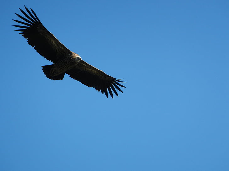 vulture, soar, majestic, wildlife, nature, annapurna, animal
