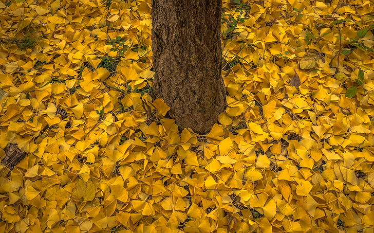 automne, feuilles, Banque, jaune, bois, nature, plantes