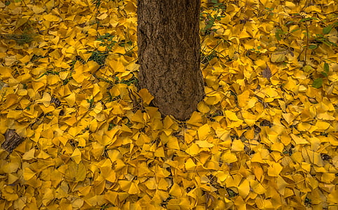 otoño, hojas, Banco, amarillo, madera, naturaleza, plantas