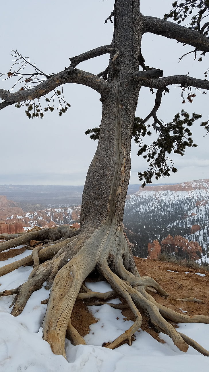 drevo, sneg, zunanji, hoodoos, pozimi, narave, Bryce canyon