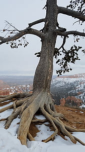ağaç, kar, Açık, hoodoos, Kış, doğa, Bryce canyon