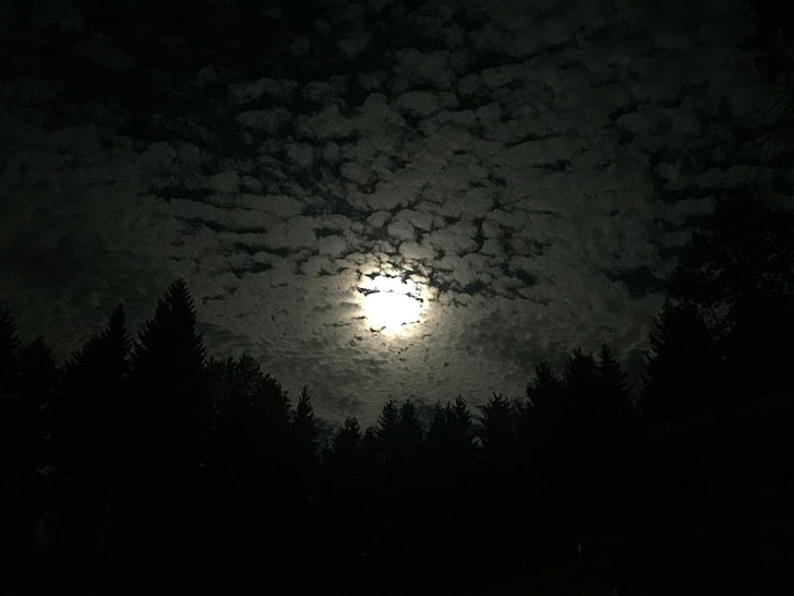 månen, natt, skog, rare, fullmåne, skyer