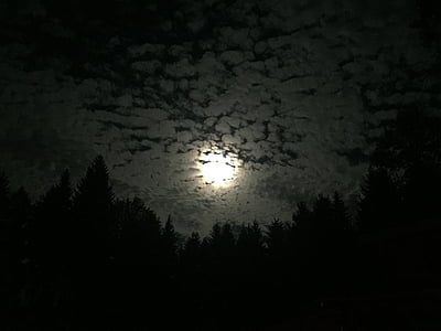 lua, à noite, floresta, estranho, lua cheia, nuvens