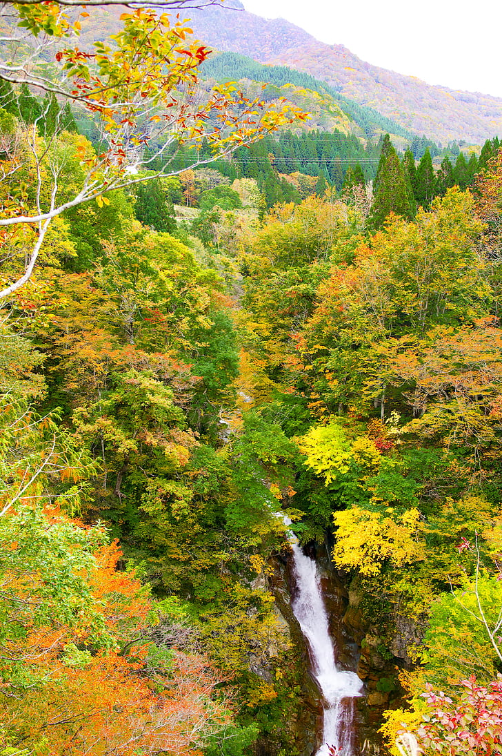 Japó, Akiyama municipi, cascada de hebifuchi, fulles de tardor, bosc de Broad-leaved, Vall, cascada