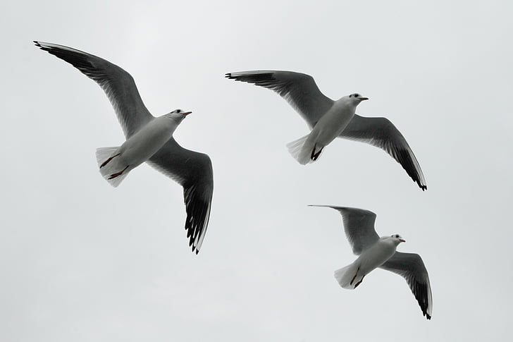 gulls, formation, birds, formation flight, wildlife photography