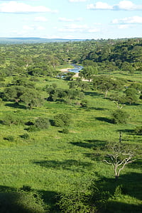 アフリカ, タンザニア, 国立公園, タランギーレ, 木, 風景, 川