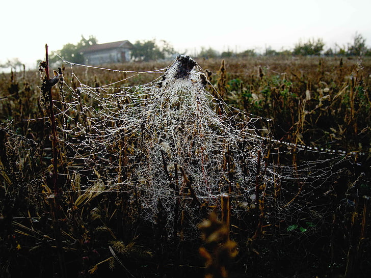 Web, bidang, musim gugur, tanaman, daun kering, makro