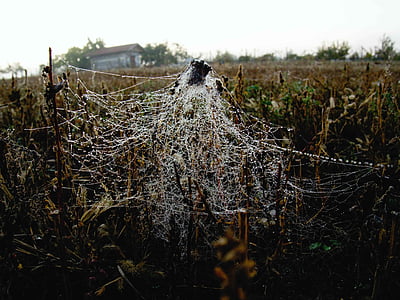 Web, feltet, høst, anlegget, tørt blad, makro