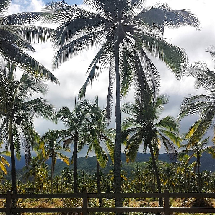 palmy, Tropical, Hawaje, Natura