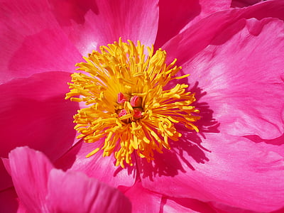 flor, flor, close-up, flor, Peònia, : Paeoniaceae, Peònia