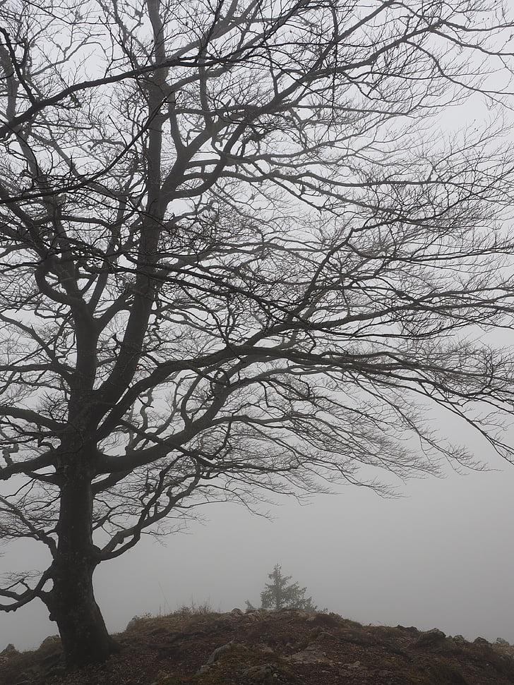 træ, bøg, tåget, Haunting, mystiske, bøgetræ, Vejret bog