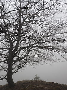 tree, beech, foggy, haunting, mystical, beech wood, weather book