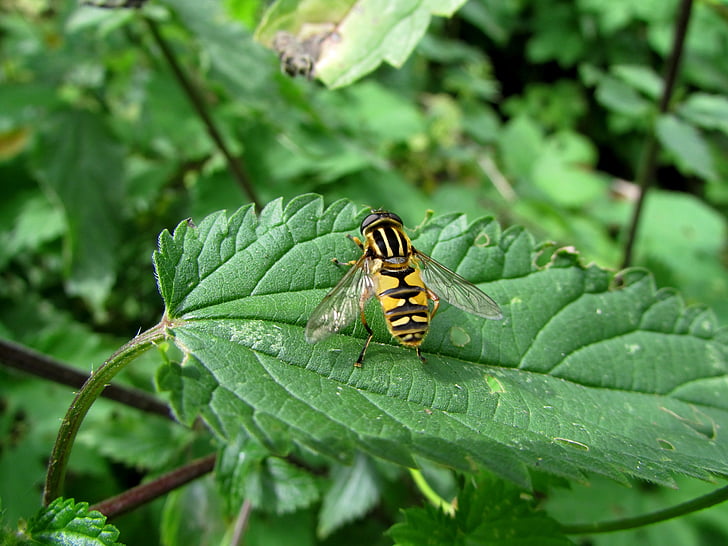 hoverfly, forest campestris, insect, animals, nature
