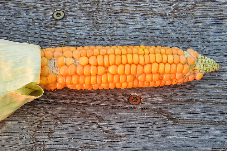 corn, corn on the cob, vegetables, food, frisch, vegetable mais, corn kernels