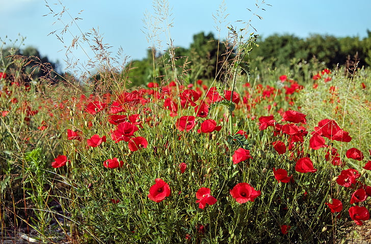amapola, flor, flor, floración, rojo, Klatschmohn, campo de amapolas