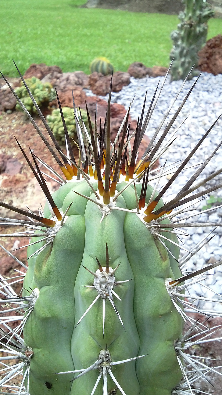 Cactus, trädgård, naturen