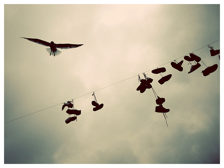 Bỉ, con chim, Quần áo dòng, dây, giày dép, bầu trời, đám mây