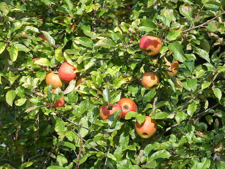 плодно дърво, ябълковото дърво, Есен, плодове, запълване