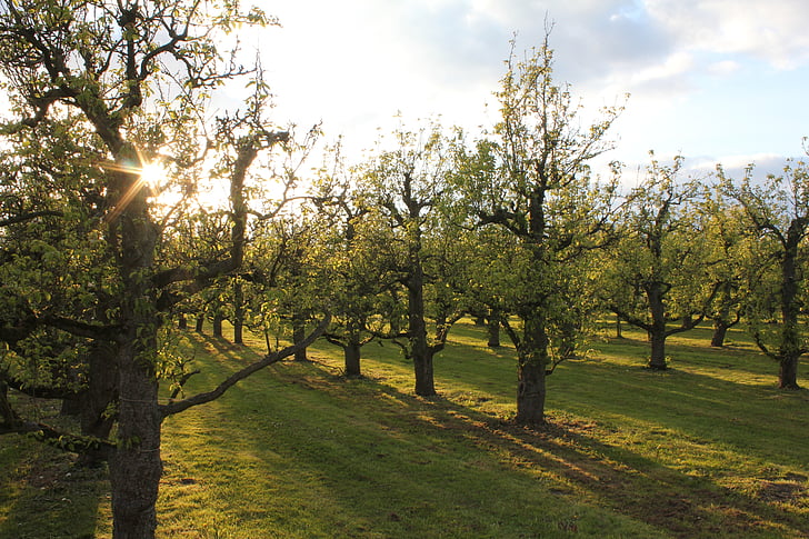 Orchard, solen, skygge, natur, træ, udendørs, sæson