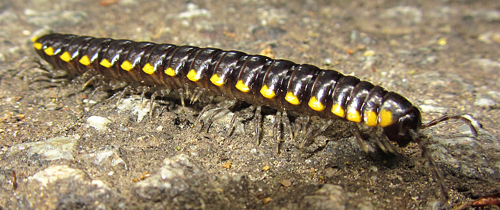 insectă, centiped, animale, Santa cruz, California, bug-ul, miriapod