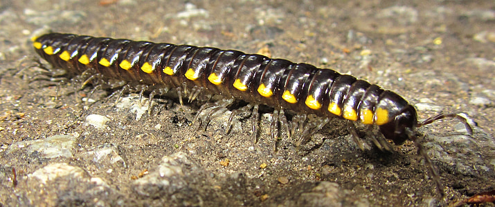insekt, Centipede, dyr, Santa cruz, California, feil, tusenbein