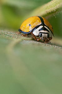 Ladybug, insekt, makro, hage, feil, gul, naturlig
