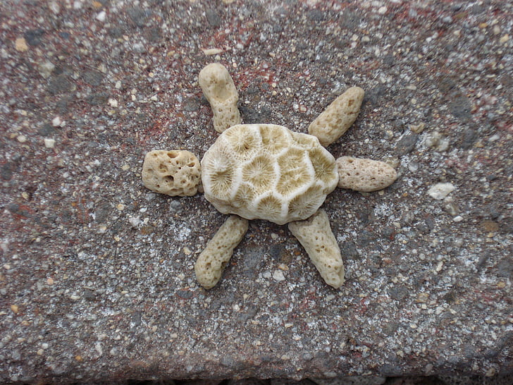 turtle, coral, funny