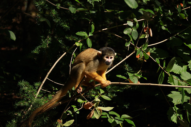 monkey, forest, zoo, animal, green, sheet, leaves