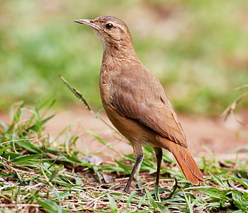 Jonas Molis, ant grindų, atogrąžų paukščiai, Brazilijos, Paukštelis, profilio, paukštis