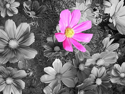 cosmea, blossom, bloom, cosmos, black and white, pink flower, nature
