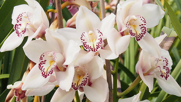 orquídies blanques, orquídia, flor, pètal, blanc, flor, botànic