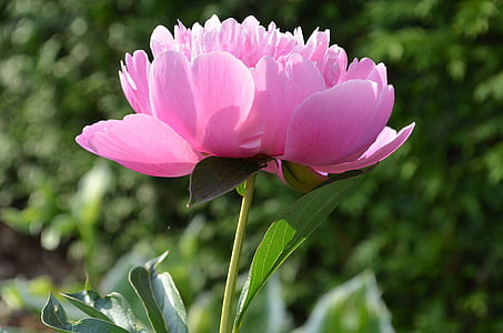 Pioni, vaaleanpunainen, Blossom, Bloom, Paeonia, kukka, vaaleanpunainen kukka